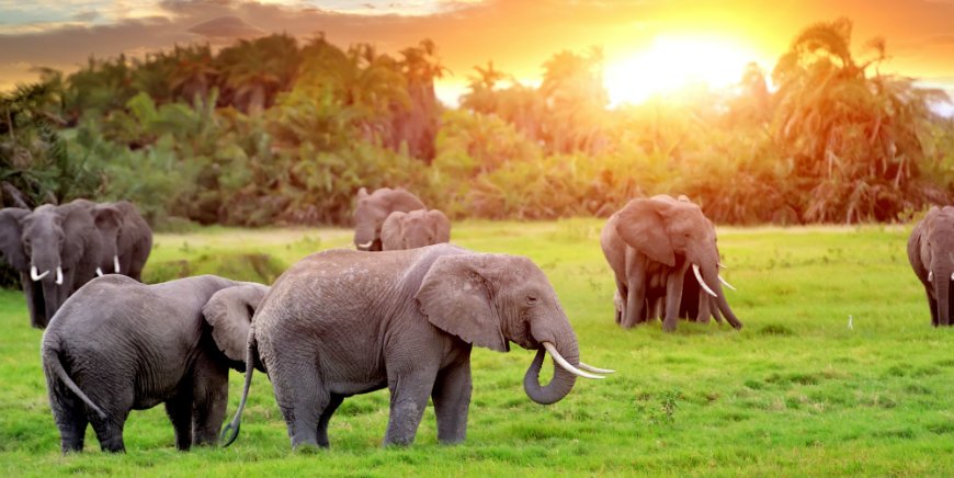 Verbazingwekkend De Big Five in Afrika - Lees hier meer over de Grote Vijf dieren! PO-76