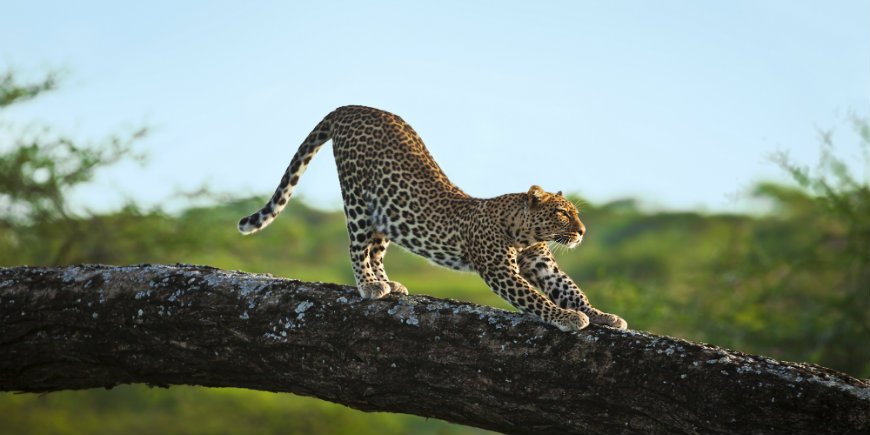 Spiksplinternieuw De Big Five in Afrika - Lees hier meer over de Grote Vijf dieren! WI-13