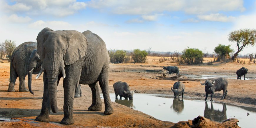Beste De Big Five in Afrika - Lees hier meer over de Grote Vijf dieren! YE-01
