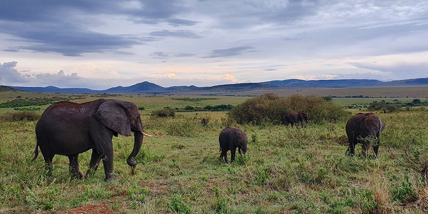 Kudde olifanten in Masai Mara.