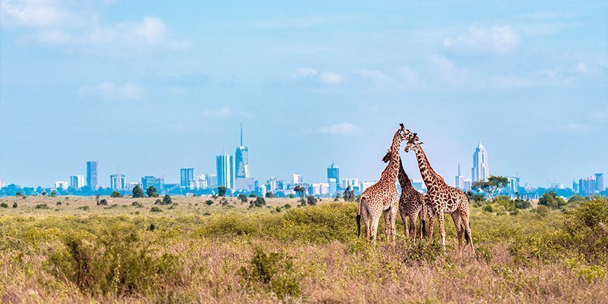 Drie giraffen in Nairobi National Park met de stad op de achtergrond.