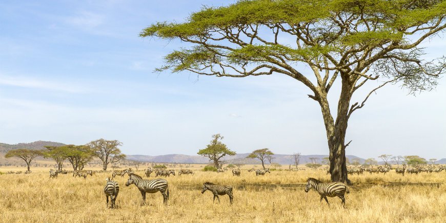 Serengeti nationaal park Tanzania