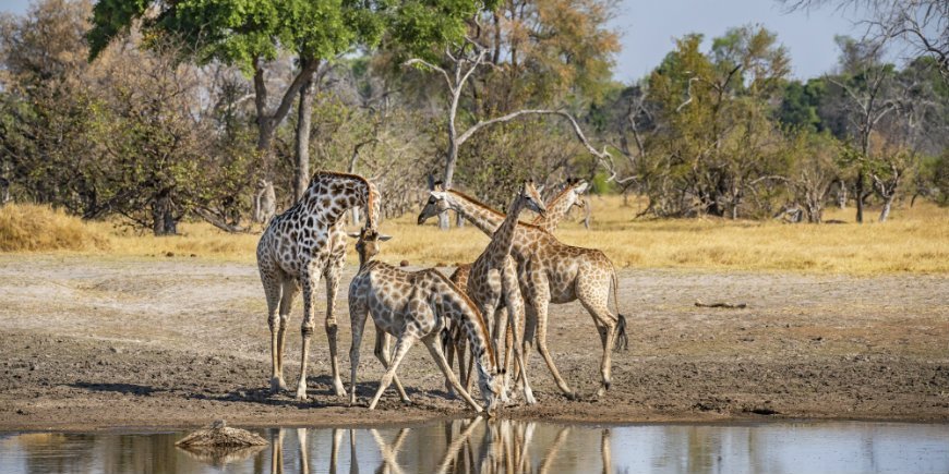 Waterhole giraffen, Botswana