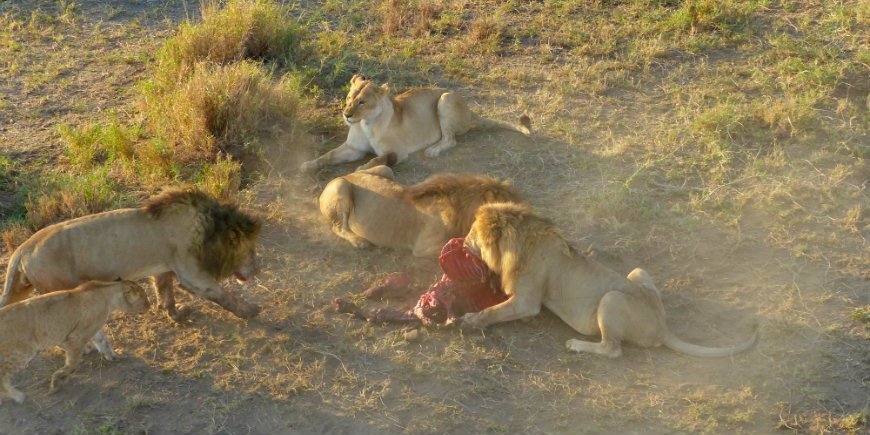 Serengeti, leeuwen