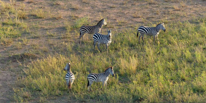 Serengeti, zebra's