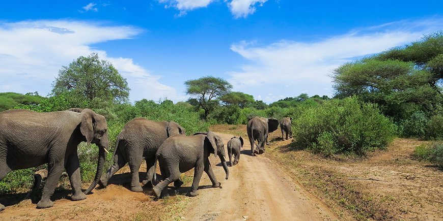 Olifanten op de grindweg in Lake Manyara National Park