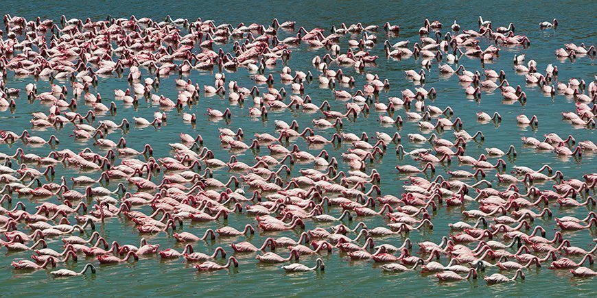 Flamingo’s in Lake Manyara