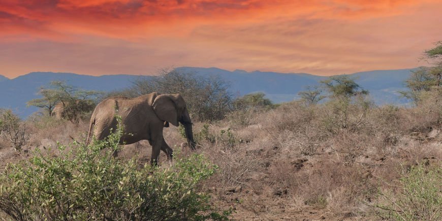 Een eenzame olifant in Shaba