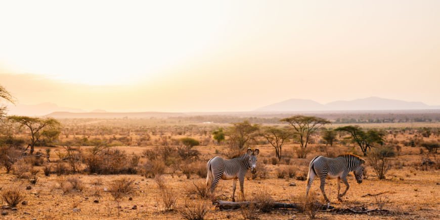Grévy-zebra’s in Samburu