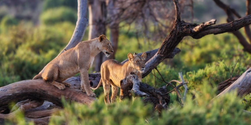 2 leeuwen in Samburu
